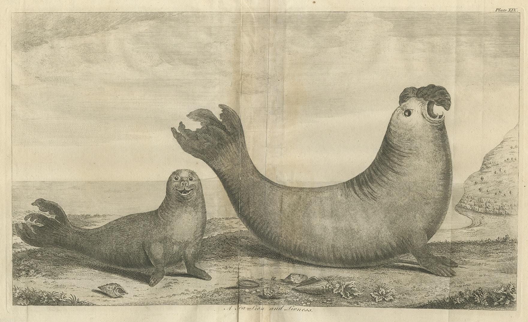 Antique print titled 'A Sea-Lion and Lioness'. Original antique print of two sea lions on the shore of Juan Fernandes Island in the South Pacific Ocean. It was sketched either by Commodore George Anson or one of the crew from his ship, the