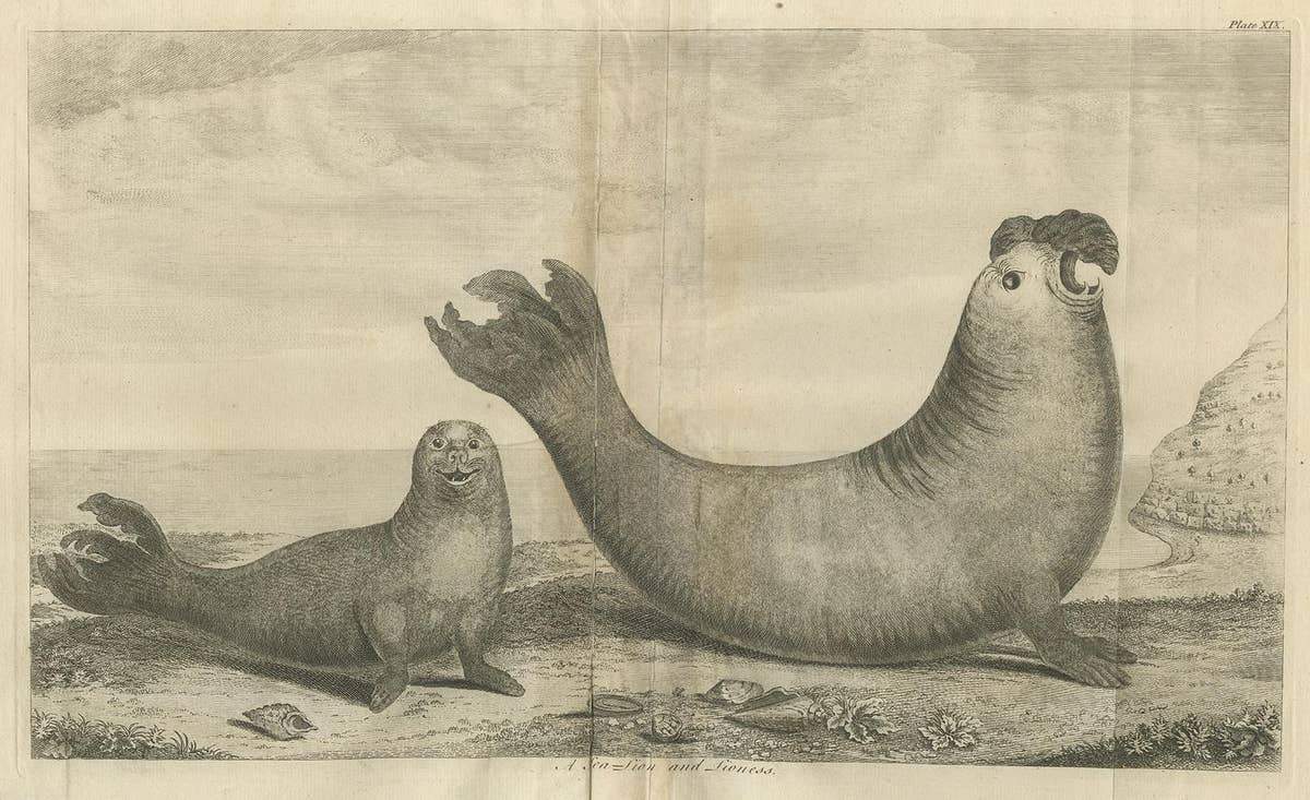 Antique Print of Two Sea Lions on the Shore of Juan Fernandes by Anson, '1749'