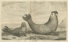Antique Print of Two Sea Lions on the Shore of Juan Fernandes by Anson, '1749'