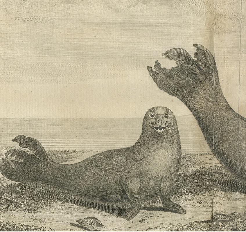 Antique Print of Two Sea Lions on the Shore of Juan Fernandes by Anson, '1749' In Fair Condition For Sale In Langweer, NL