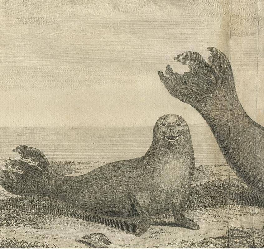 Antique Print of Two Sea Lions on the Shore of Juan Fernandes by Anson, '1749'