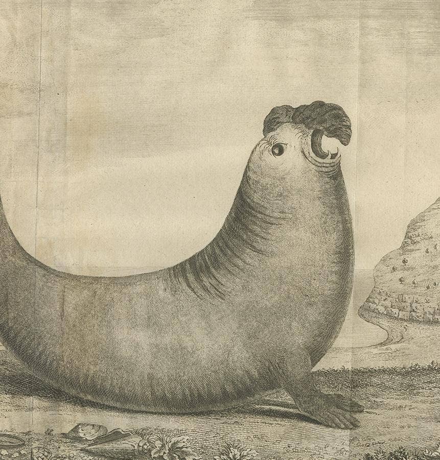 Antique Print of Two Sea Lions on the Shore of Juan Fernandes by Anson, '1749'