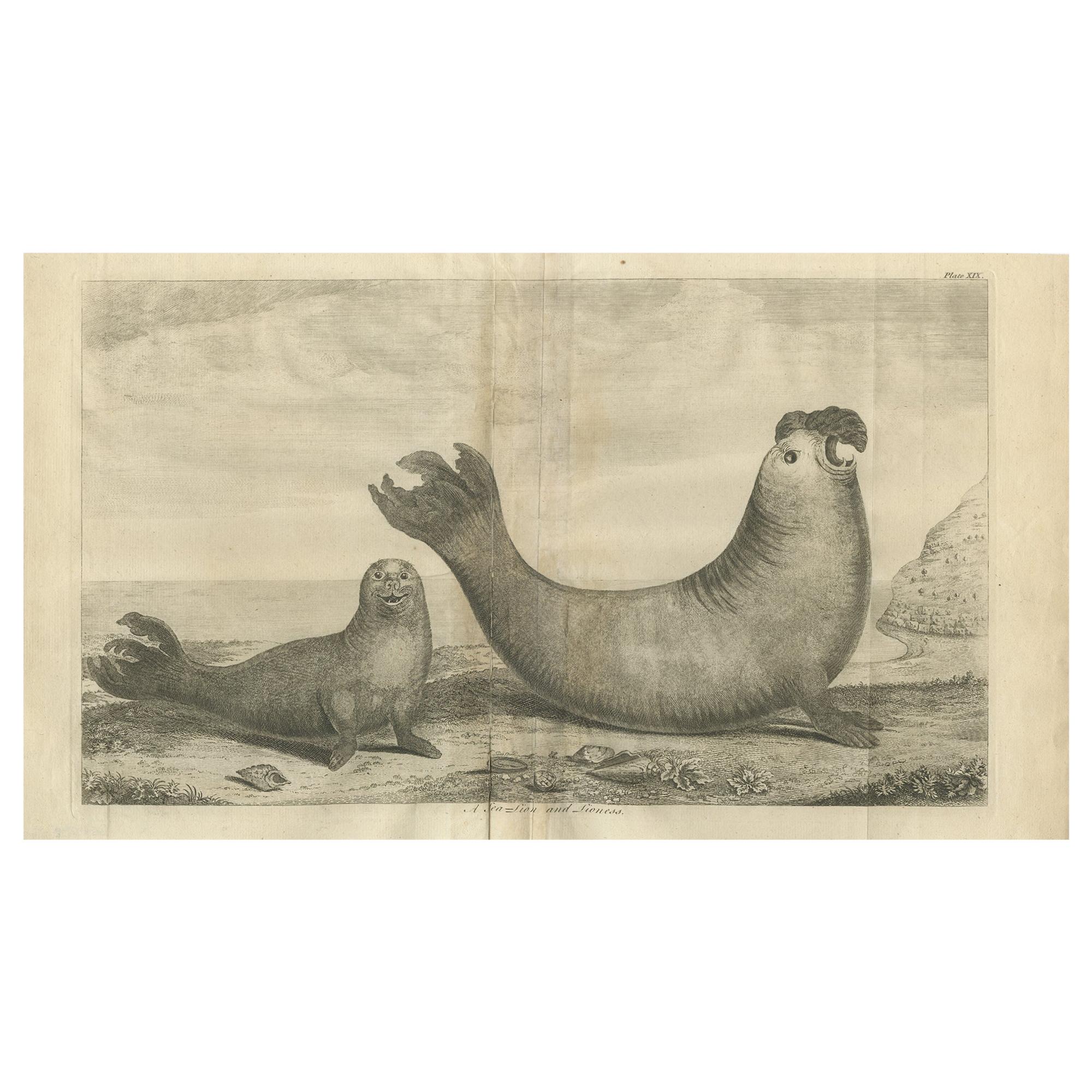 Antique Print of Two Sea Lions on the Shore of Juan Fernandes by Anson, '1749'