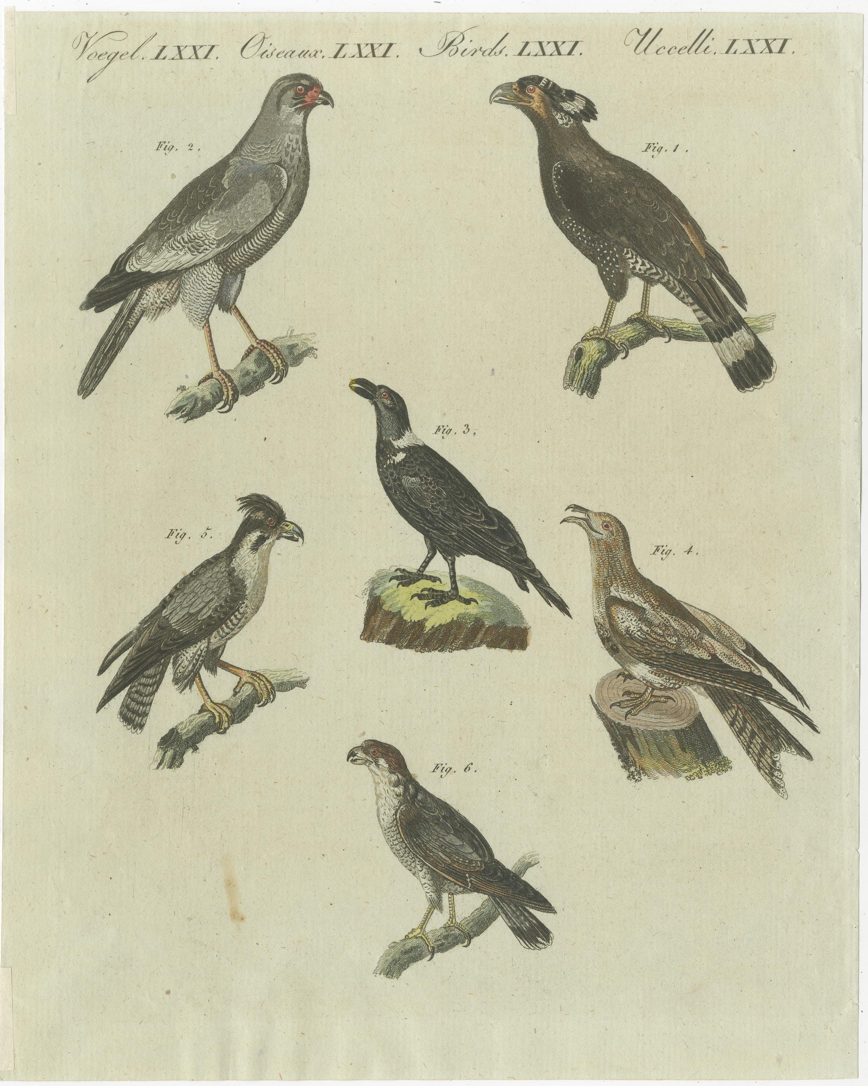 Original antique print of various African birds. 1) Der Bascha - 2) Der Singfalke - 3) Der Corbivan - 4) Der Geismelker mit dem Gabelschwanze - 5) Der Hauben-Falke - 6) Der Chicquera. This print originates from 'Bilderbuch fur Kinder' by F.J.