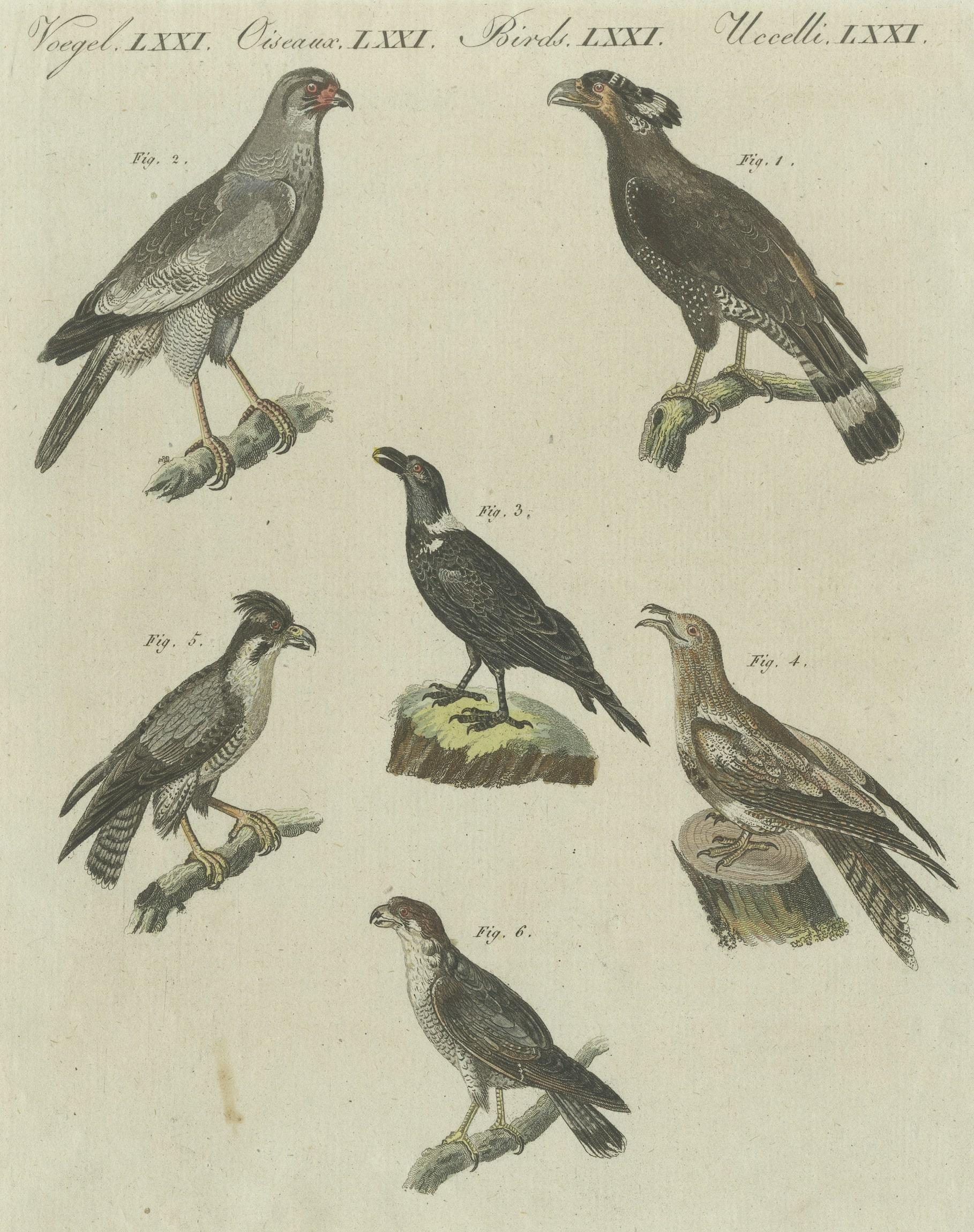 Antique Print of Various African Birds Including the Red-Necked Falcon In Good Condition For Sale In Langweer, NL