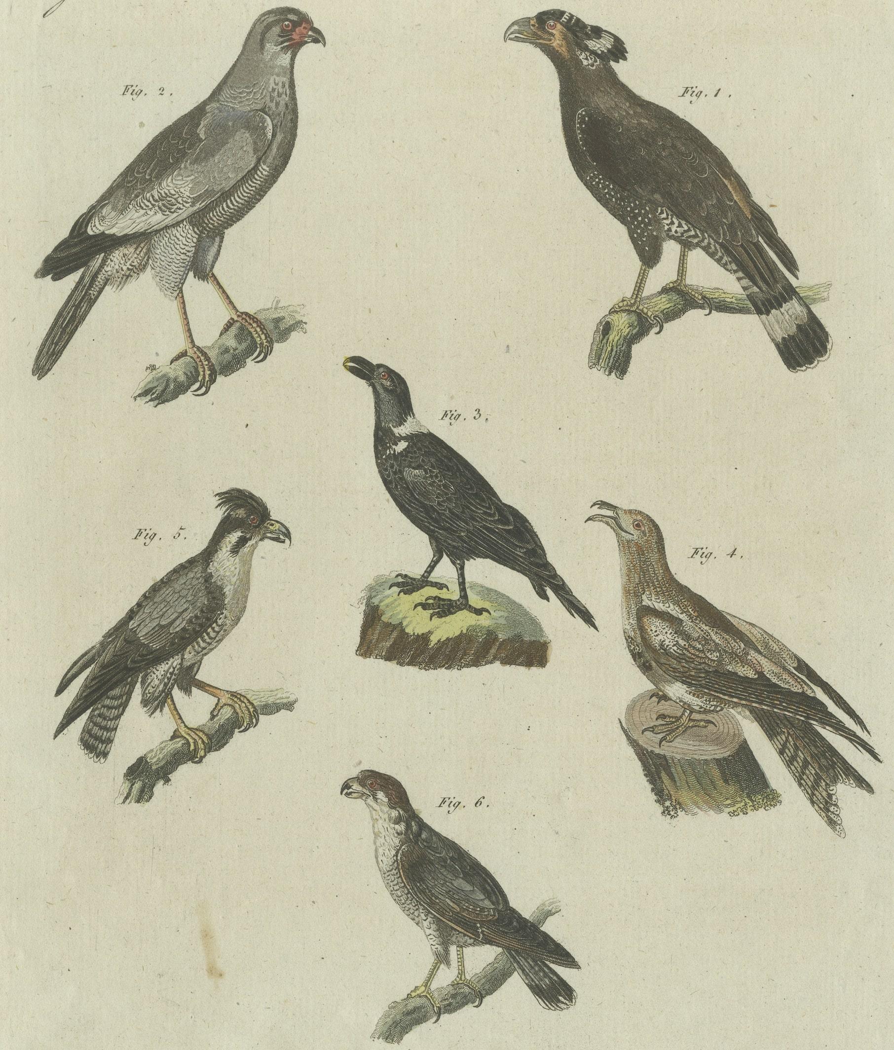 19th Century Antique Print of Various African Birds Including the Red-Necked Falcon For Sale