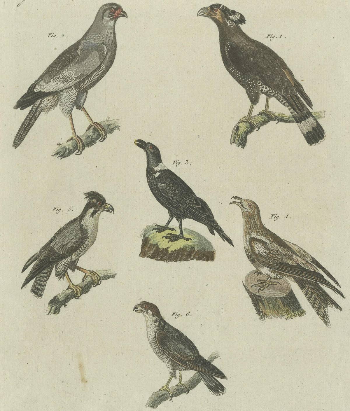Antique Print of Various African Birds Including the Red-Necked Falcon
