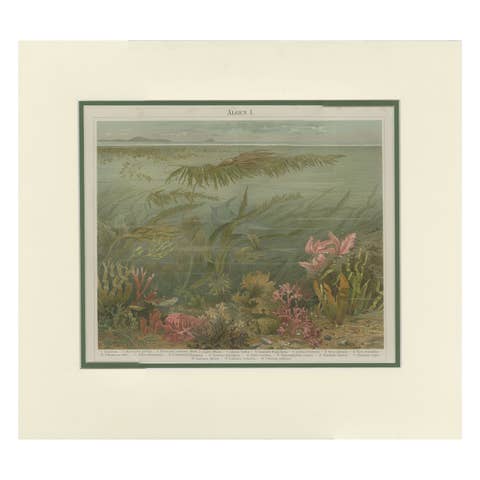 Antique Print of Various Algae by Meyer 'c.1895'