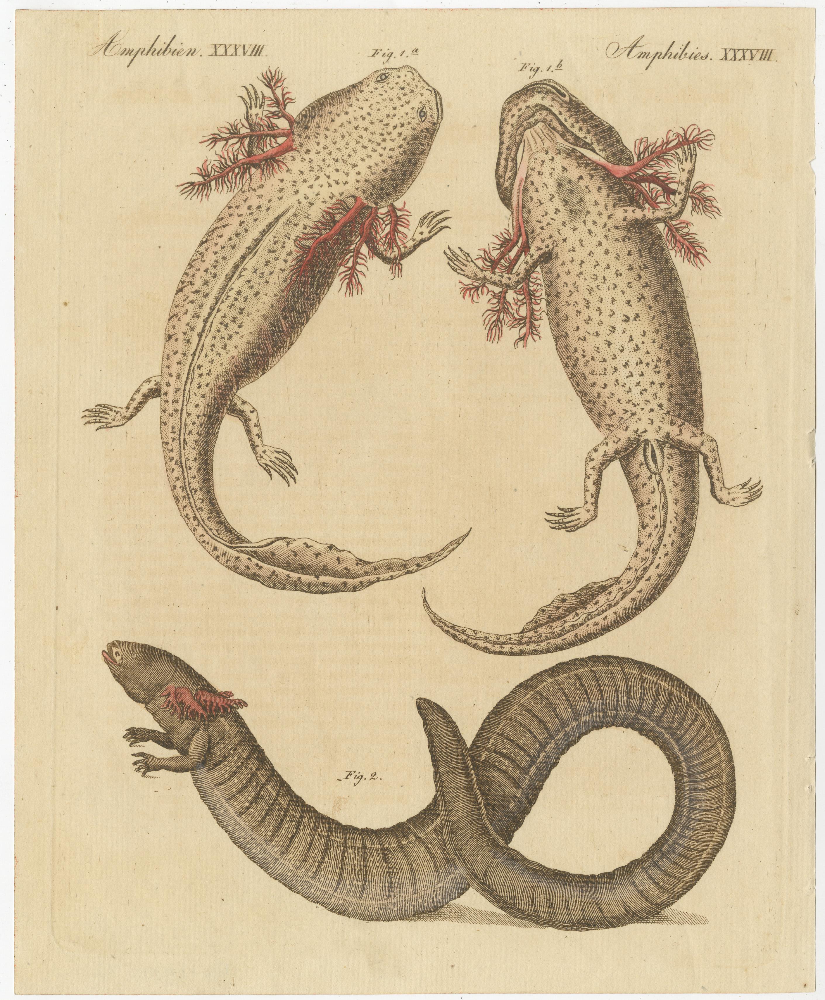 Antique print of various amphibians including the axolotl, a paedomorphic salamander. This print originates from 'Bilderbuch fur Kinder' by F.J. Bertuch. Friedrich Johann Bertuch (1747-1822) was a German publisher and man of arts most famous for his