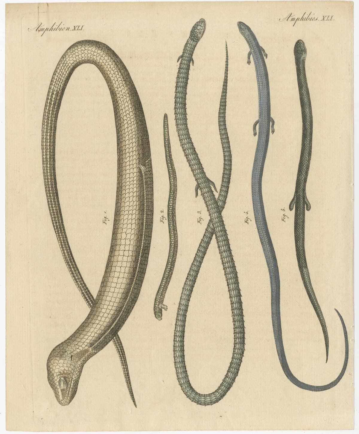 Antique Print of Various Amphibians Including the Sheltopusik