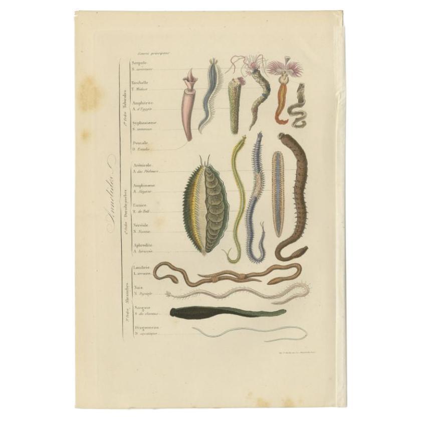 Stampa antica dal titolo 