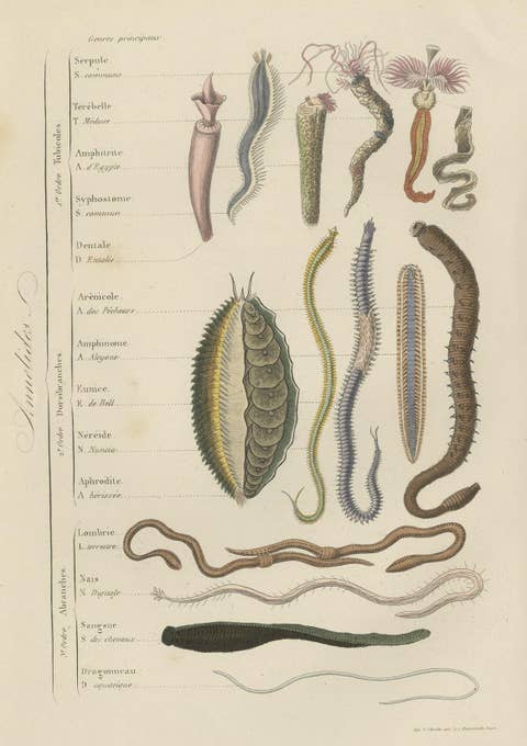 Antique Print of various Annelids, 1854