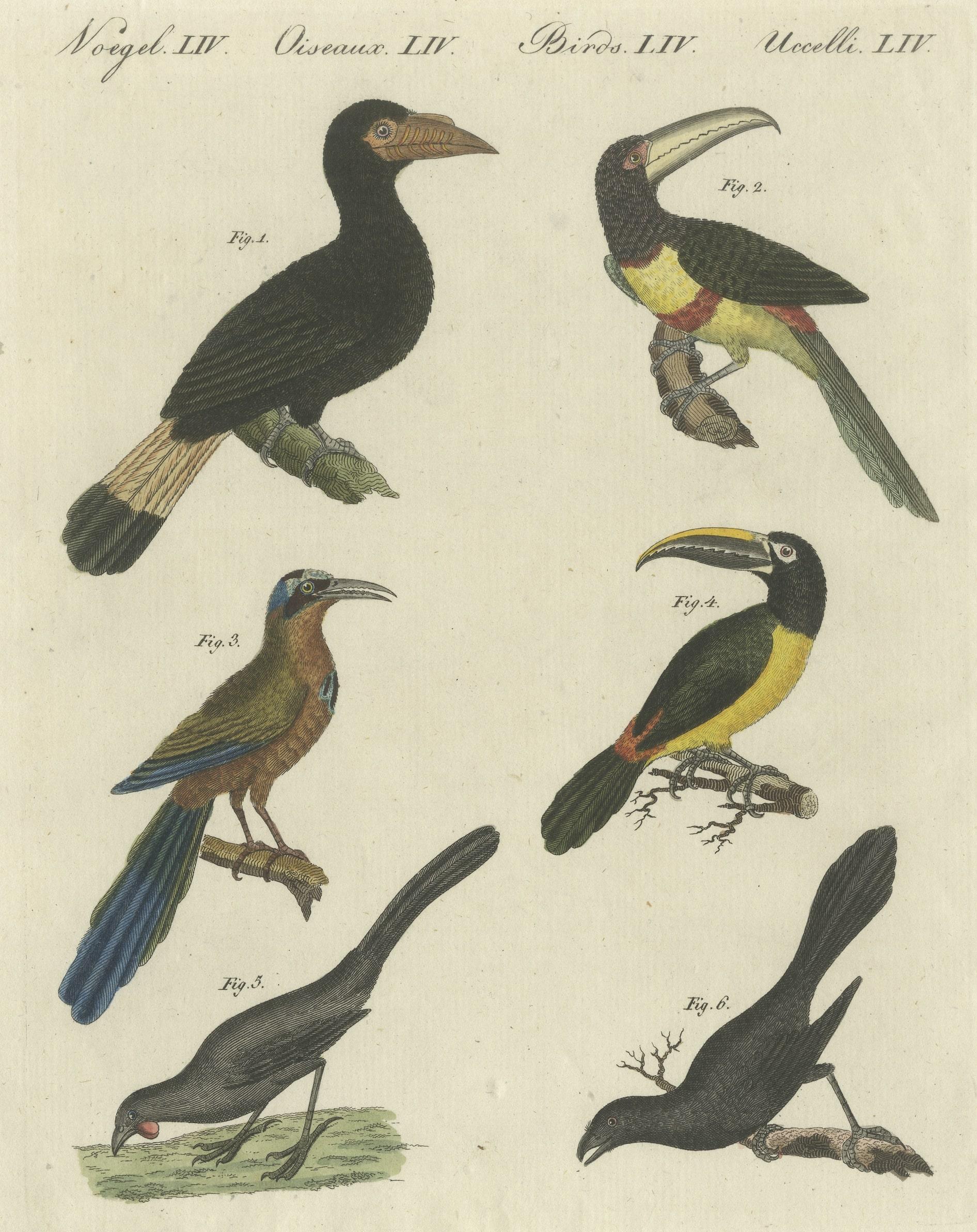 Original antique print of various birds including the Aracari toucan and others. This print originates from 'Bilderbuch fur Kinder' by F.J. Bertuch. Friedrich Johann Bertuch (1747-1822) was a German publisher and man of arts most famous for his