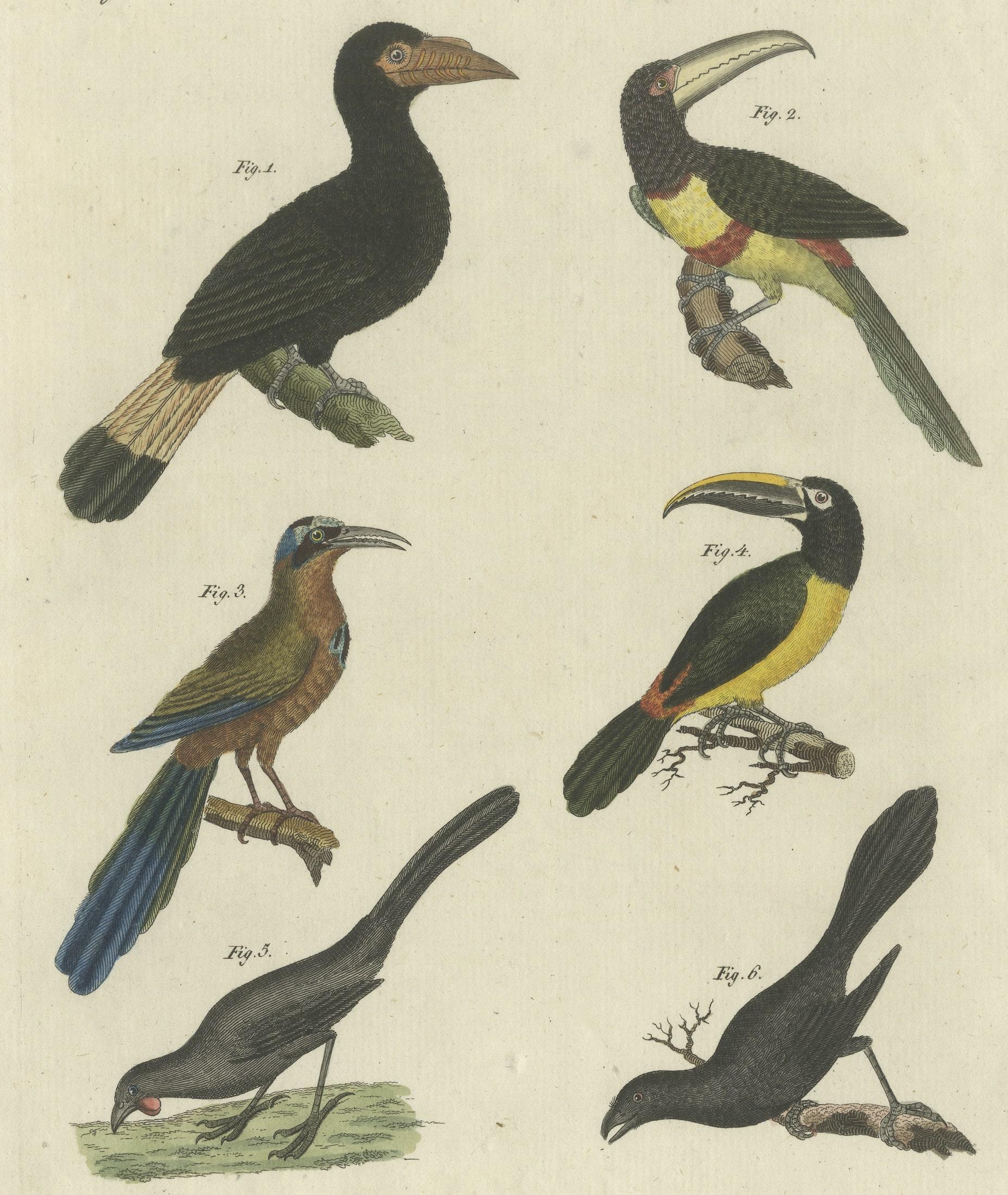 Antique Print of Various Birds Including the Aracari Toucan In Good Condition For Sale In Langweer, NL