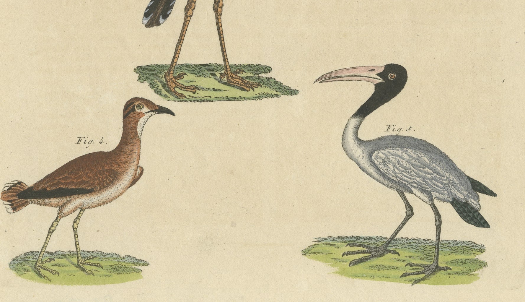 Antique bird print of the Eurasian curlew, Eurasian whimbrel, and other birds. This print originates from 'Bilderbuch fur Kinder' by F.J. Bertuch. Friedrich Johann Bertuch (1747-1822) was a German publisher and man of arts most famous for his
