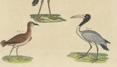 Antique Print of Various Birds Including the Eurasian Curlew