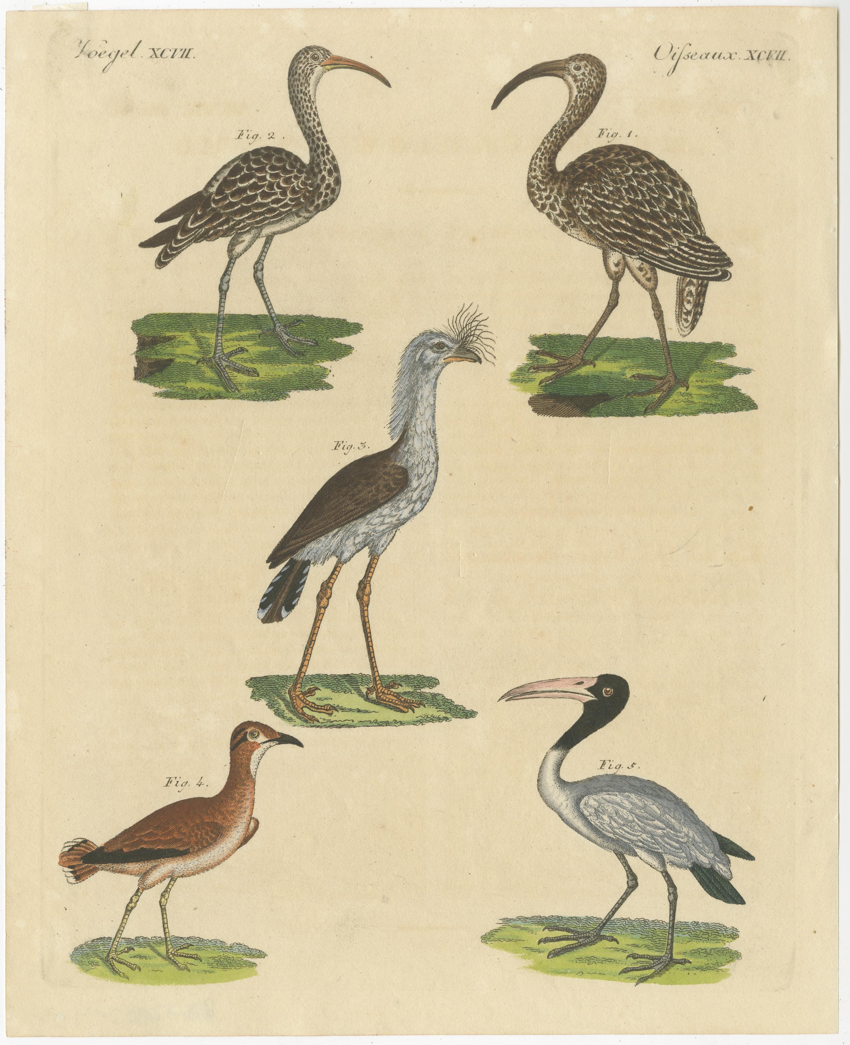 Antique Print of Various Birds Including the Eurasian Curlew In Good Condition For Sale In Langweer, NL