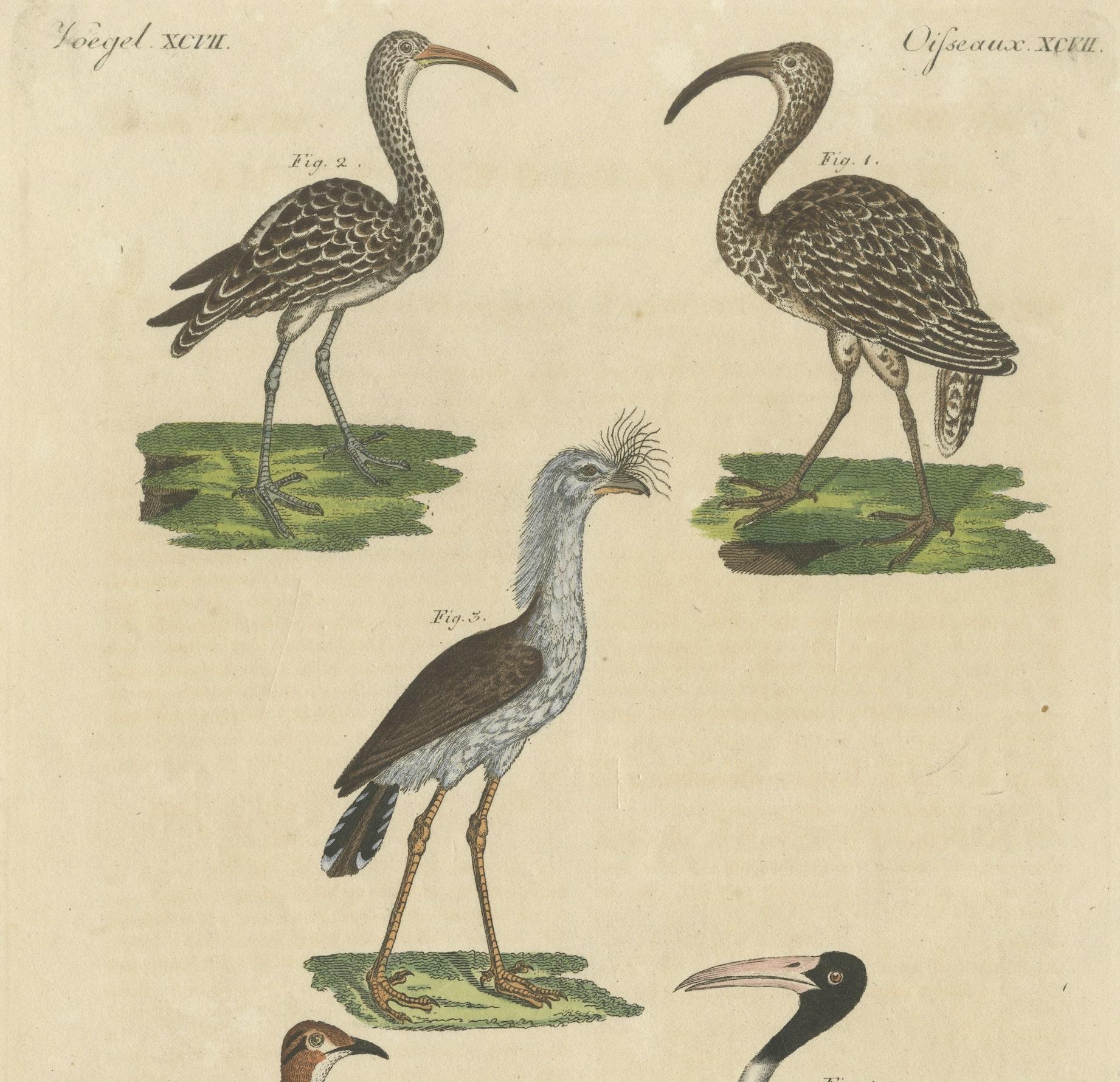 19th Century Antique Print of Various Birds Including the Eurasian Curlew For Sale