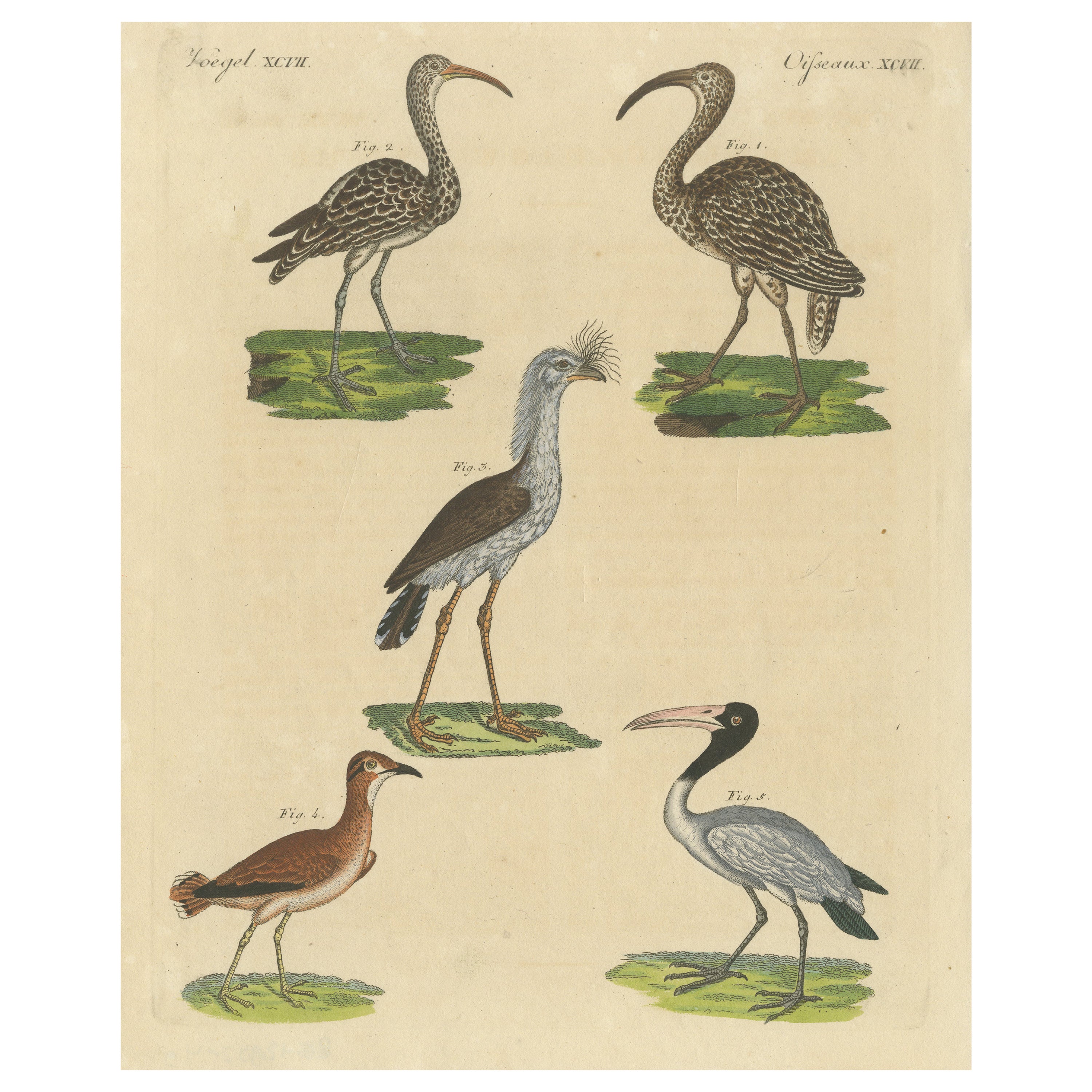 Impression ancienne d'oiseaux divers, dont le courlew égyptien