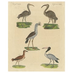 Impression ancienne d'oiseaux divers, dont le courlew égyptien