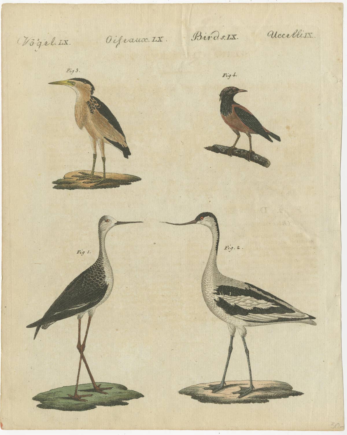 Antique Print of Various Birds Including the Little Bittern