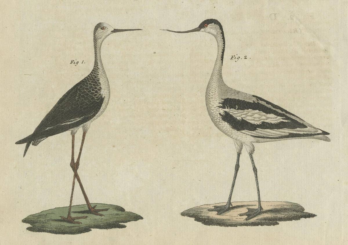 Antique Print of Various Birds Including the Little Bittern
