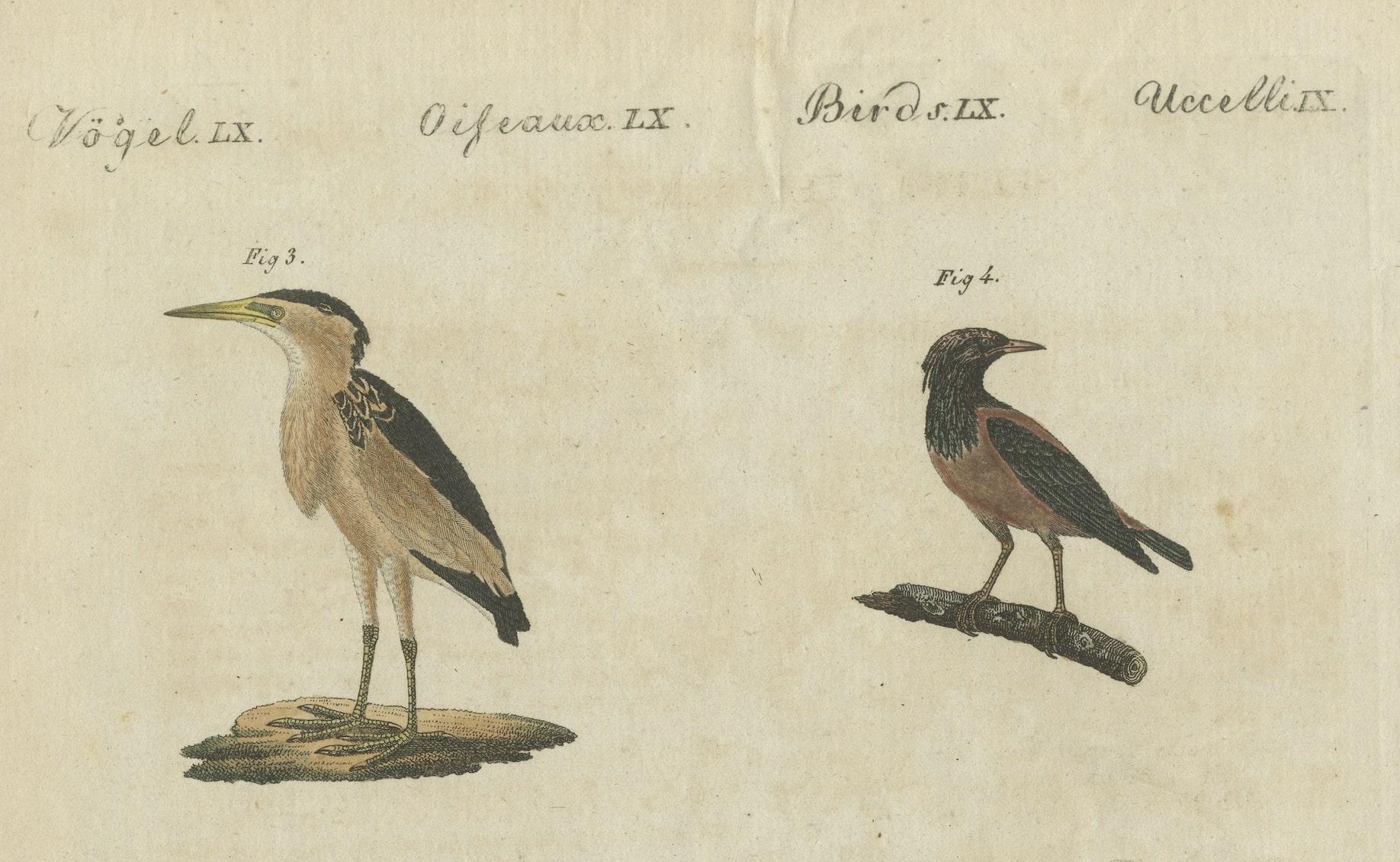 Paper Antique Print of Various Birds Including the Little Bittern For Sale