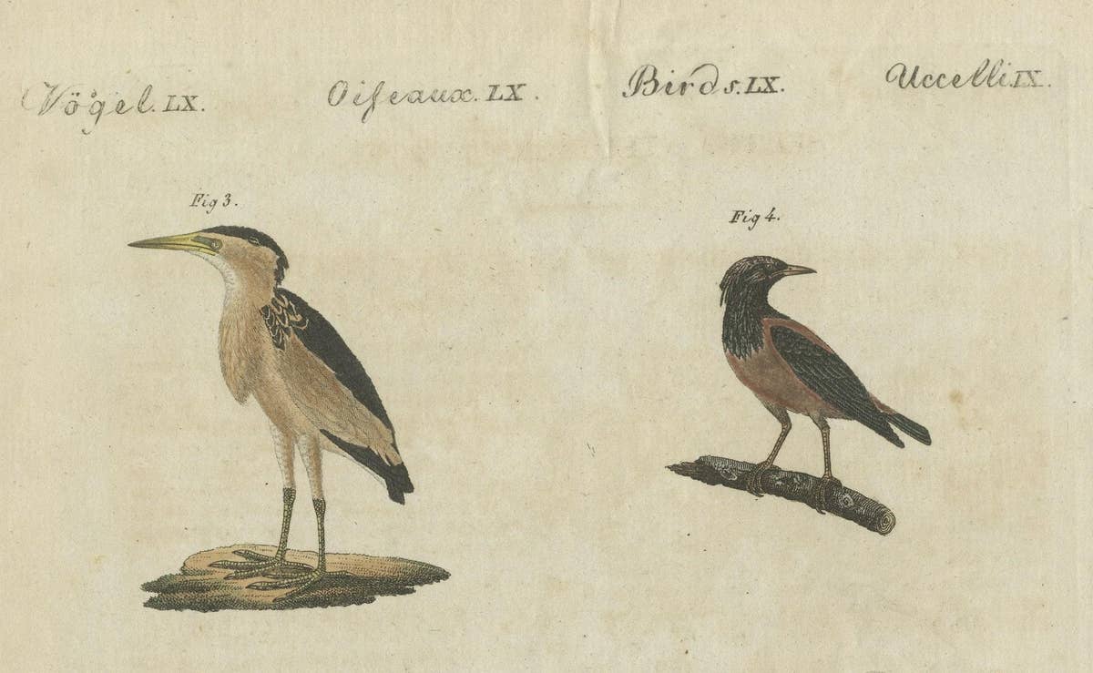 Antique Print of Various Birds Including the Little Bittern