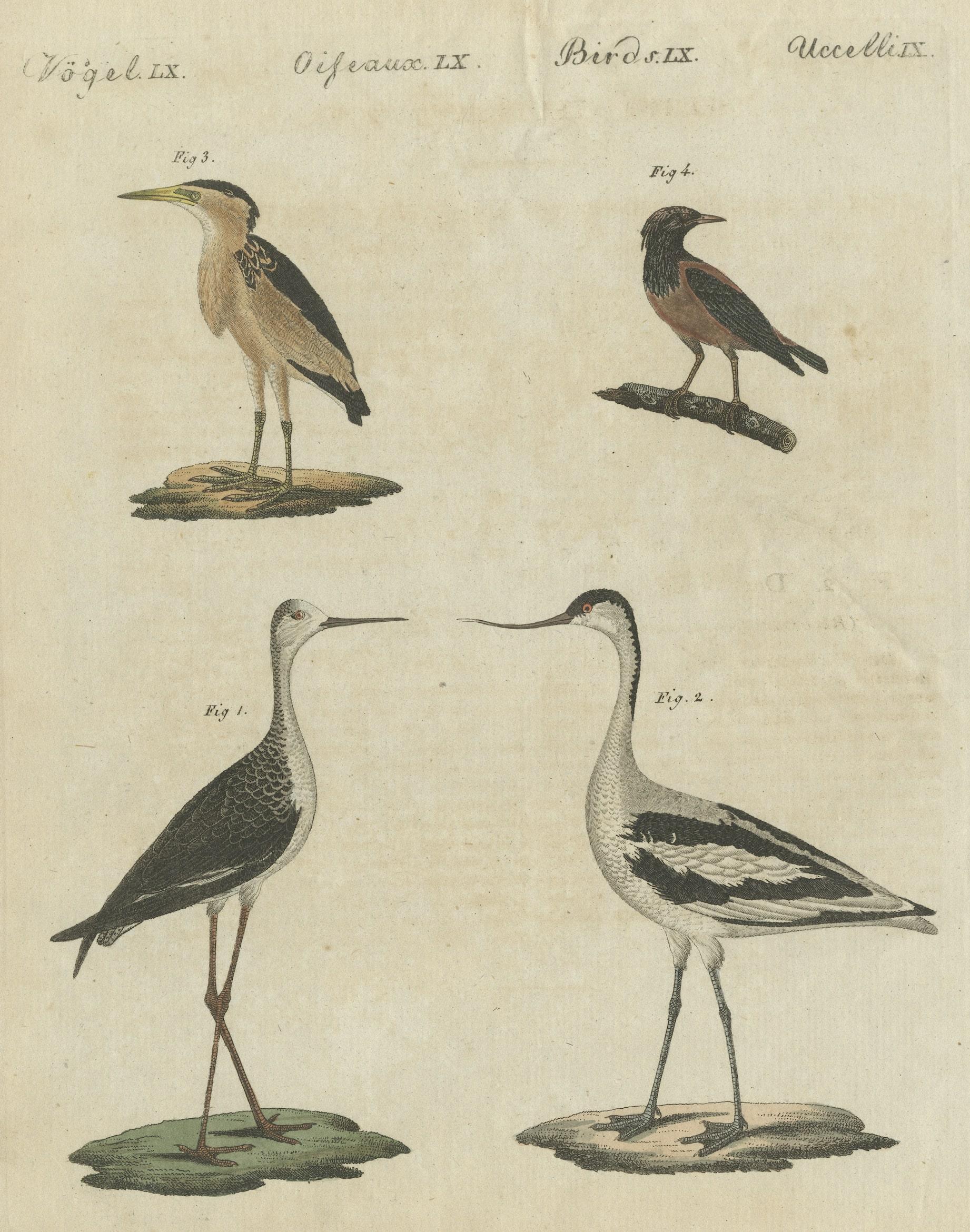 Antique Print of Various Birds Including the Little Bittern For Sale 2