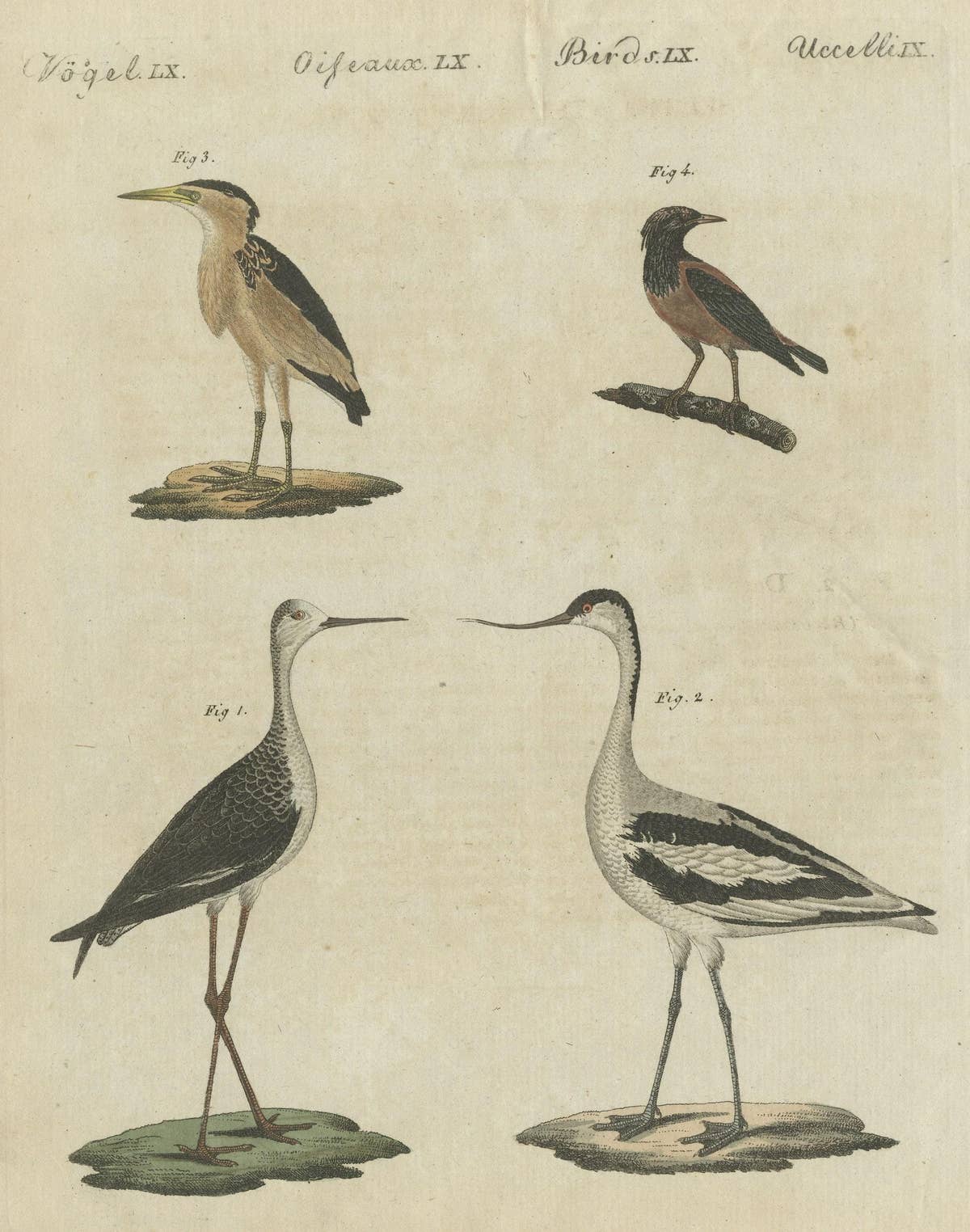 Antique Print of Various Birds Including the Little Bittern