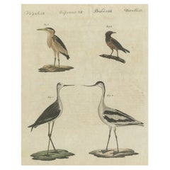 Antique Print of Various Birds Including the Little Bittern