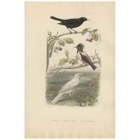 Common Blackbird, Rosy Starling and Albino Blackbird – Antique Bird Print, 1860