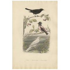 Grabado antiguo de varios Mirlos por F. Fournier, hacia 1860