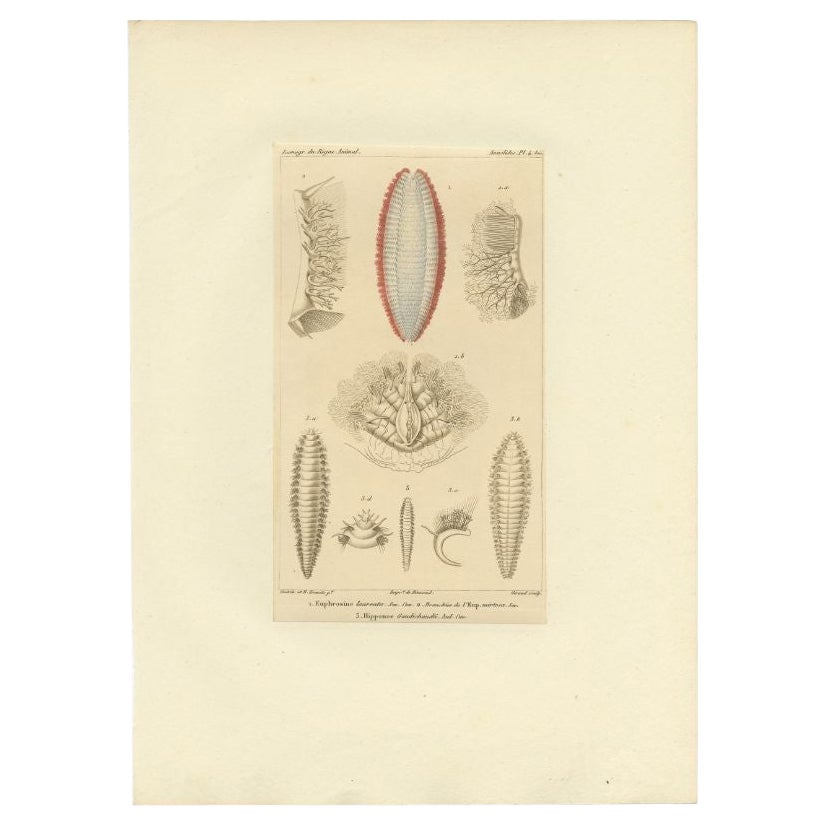 Antiker Druck von verschiedenen Borstenwürmern von Guérin, um 1829