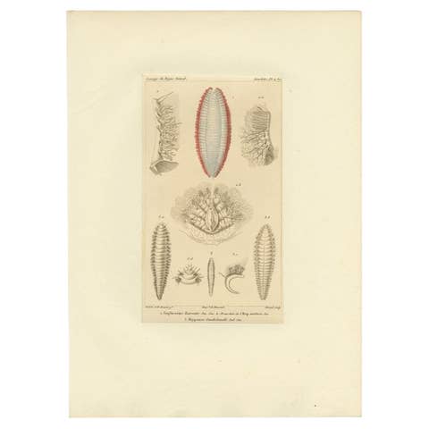 Antique Print of Various Bristle Worms by Guérin, C.1829