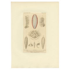 Antiker Druck von verschiedenen Borstenwürmern von Guérin, um 1829