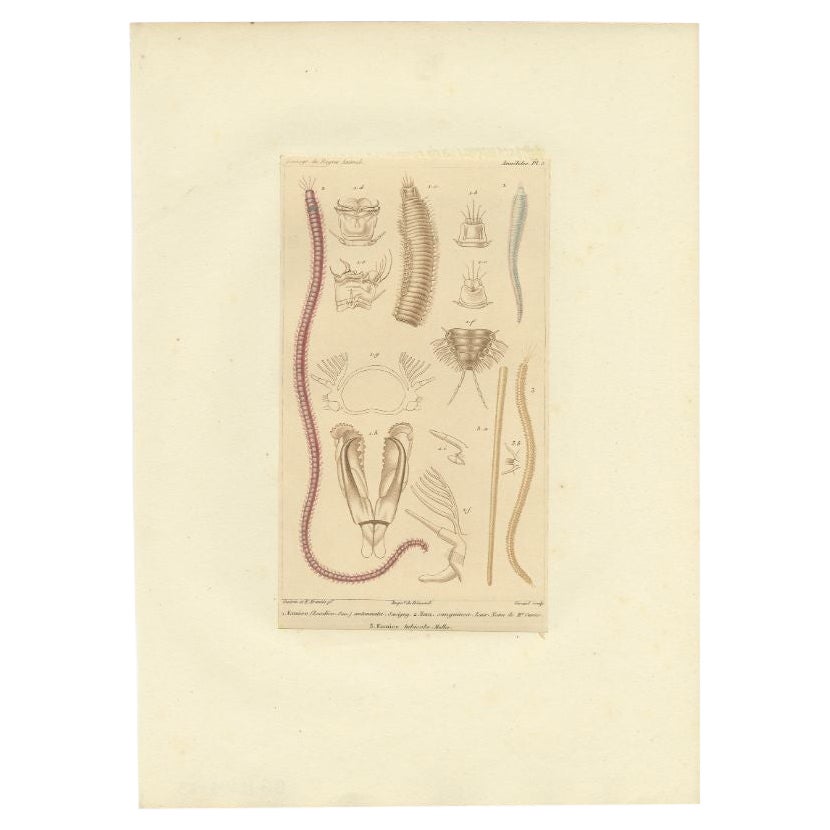 Gravure ancienne de divers vers à poils par Guérin, C.1829