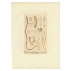Gravure ancienne de divers vers à poils par Guérin, C.1829