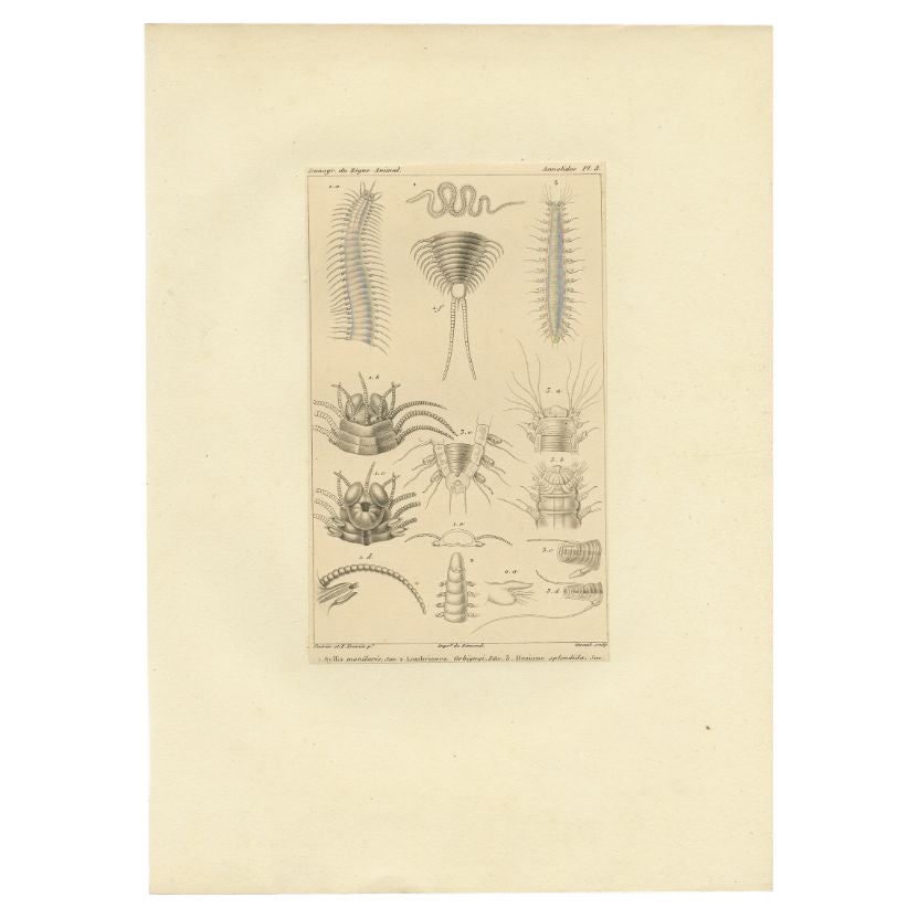 Gravure ancienne de divers vers à poils par Guérin, C.1829