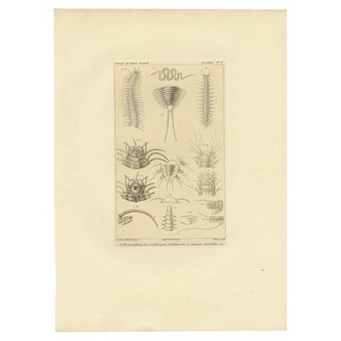 Antique Print of Various Bristle Worms by Guérin, C.1829