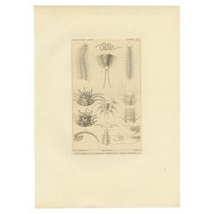Gravure ancienne de divers vers à poils par Guérin, C.1829