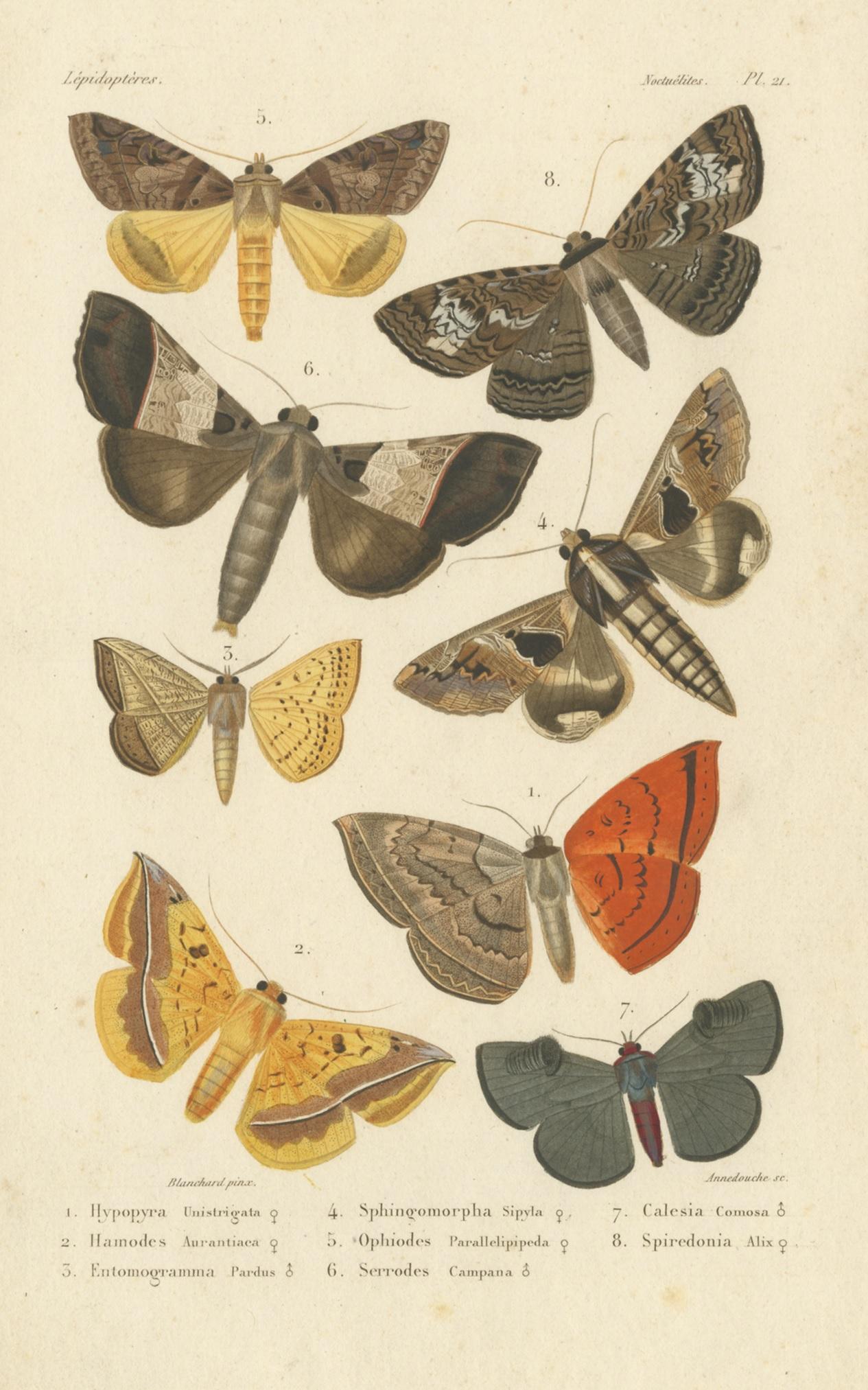 Antique print titled 'Lépidoptères - Noctuélites'. Lithograph of various butterflies and moths. This print originates from 'Histoire naturelle des insectes' by Jean Alphonse Boisduval. Engraved by Annedouche after Blanchard. Published in 1836.