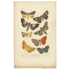 Antique Print of Various Butterflies and Moths by Boisduval, 1836 Antique Print of Various Butterflies and Moths by Boisduval, 1836