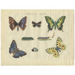 Antique Print of Various Butterflies ‘Plate 3’ by Lecerf 
Blanchard, 1823