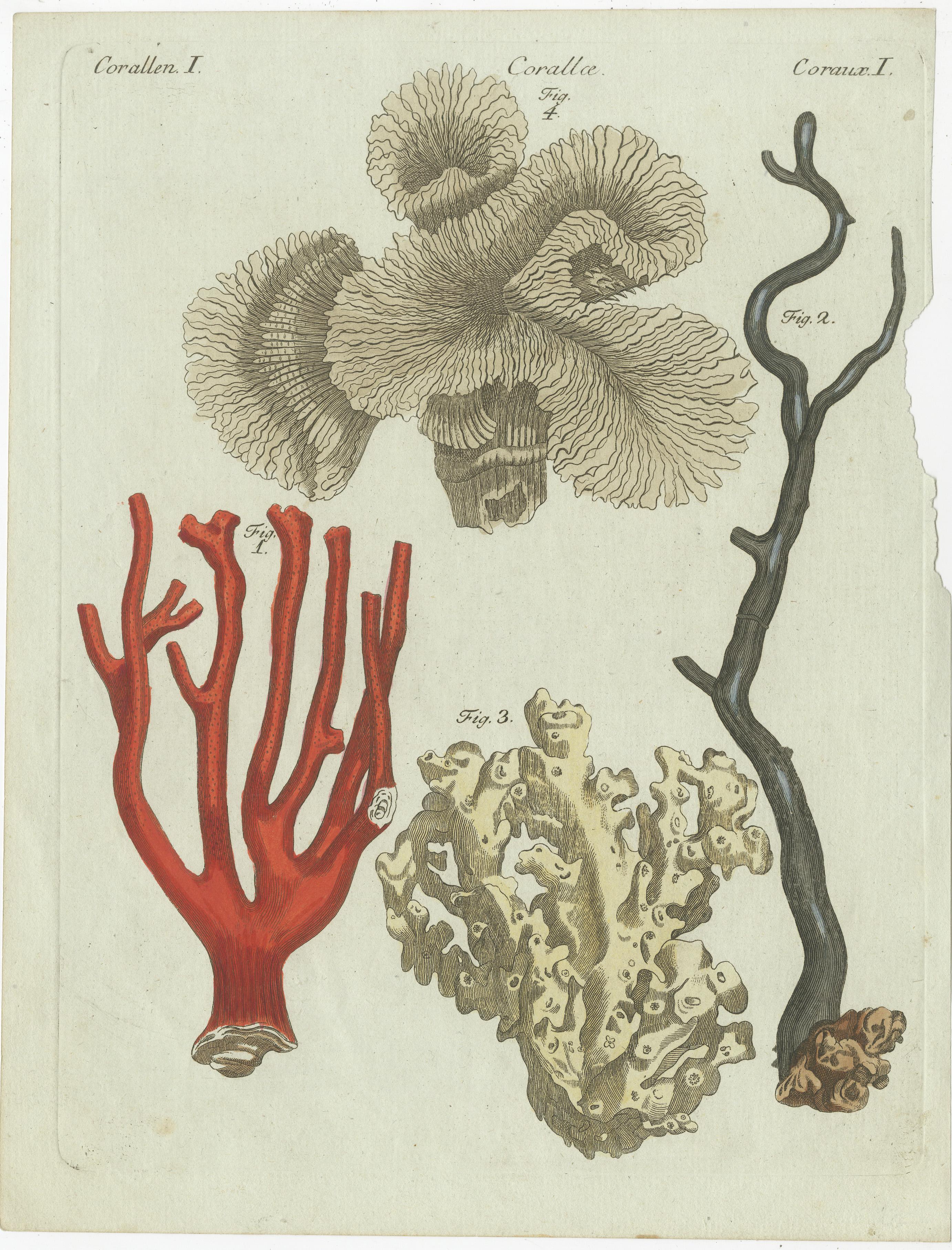 Original antique print of various corals. Red coral, Corallium rubrum 1, sea fan, Gorgonia antipathes 2, common white stone coral 3 and staghorn coral, Acropora florida 4. This print originates from 'Bilderbuch fur Kinder' by F.J. Bertuch. Friedrich