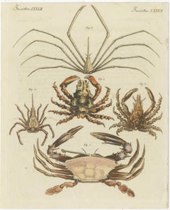 Antique Print of Various Crab Species Including Swimmer Crab