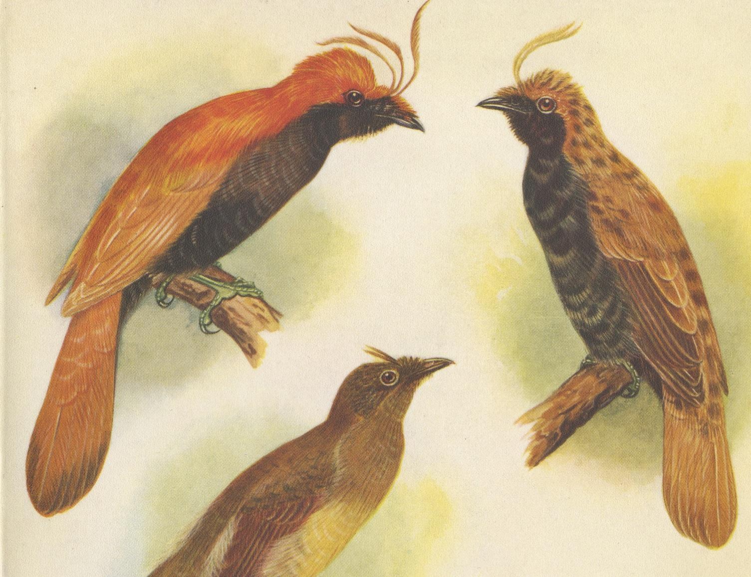 Decorative print illustrating various crested golden bird and Lauterbachs bower bird. This authentic print originates from 'Birds of Paradise and Bower Birds' by Tom Iredale. With coloured illustrations of Every Species by Lilian Medland. Published