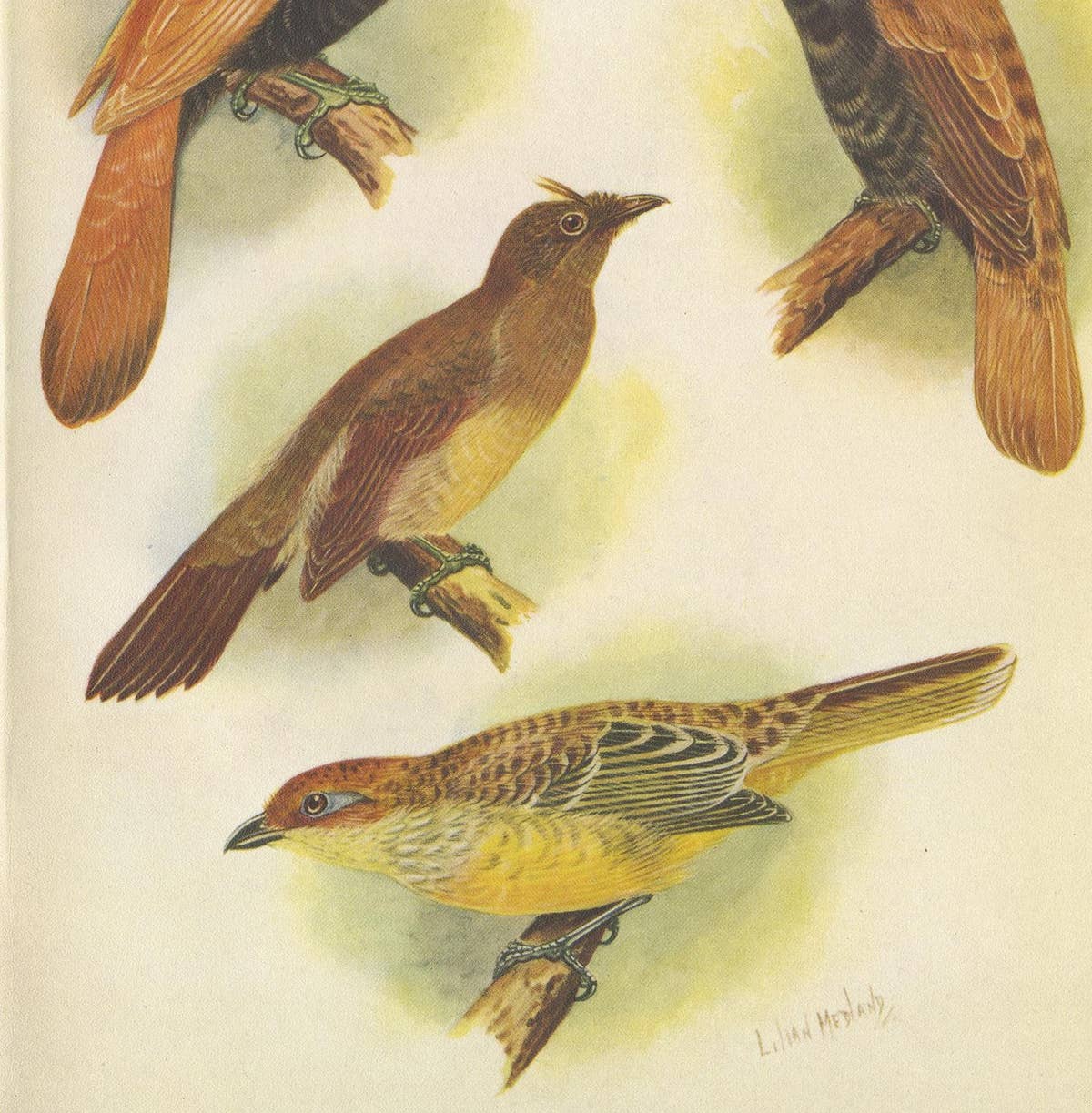 Antique Print of various Crested Golden Bird & Lauterbachs Bower Bird, 1950