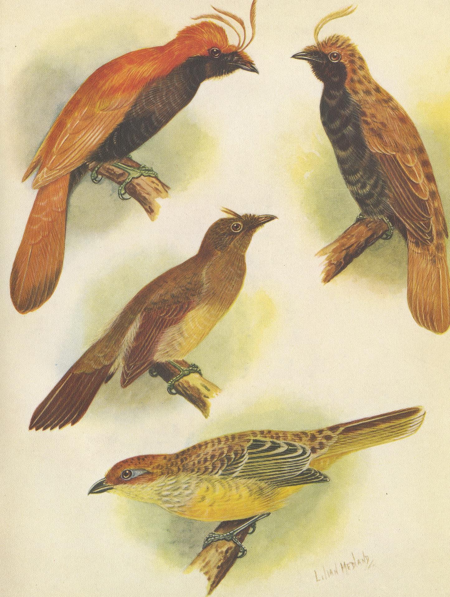 Estampa antigua de varios pájaros dorados crestados y pájaros Lauterbachs Bower, 1950 en Bueno estado para la venta en Langweer, NL
