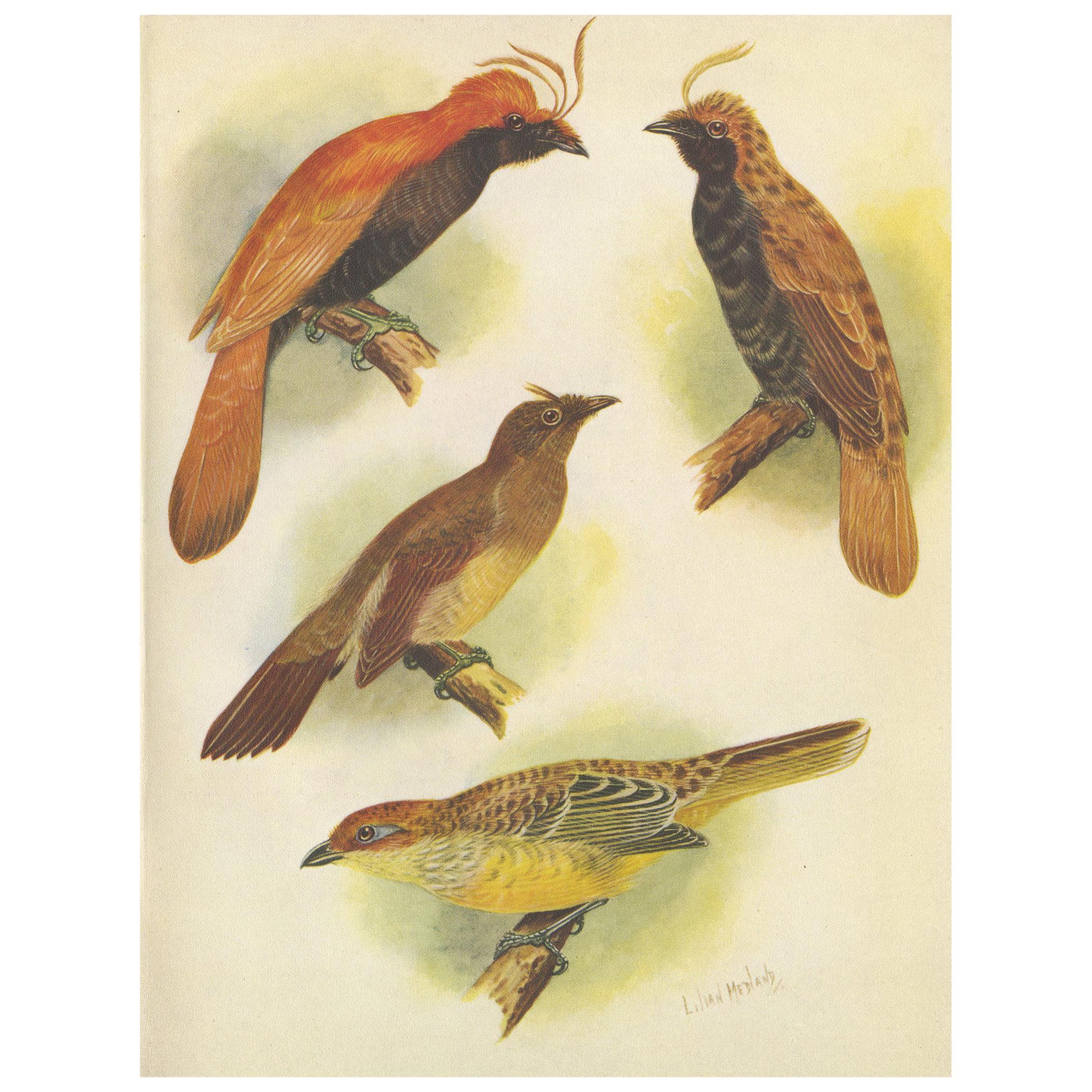 Antique Print of various Crested Golden Bird & Lauterbachs Bower Bird, 1950 For Sale
